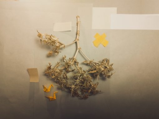Ilustraciones Andrea López para el Poemario Palpar la luz de Ana Casado